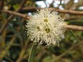 vignette Eucalyptus moorei nana gros plan de la fleur au 11 08 09