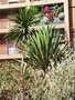 vignette Ville de Colomiers - Yucca carnerosana & Cordyline australis
