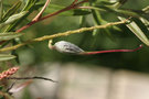 vignette Fruit Grevillea 