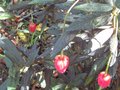 vignette Crinodendron hookerianum au 14 08 09