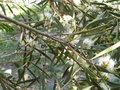 vignette Eucalyptus moorei nana au 14 08 09