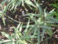 vignette Olearia zennorensis feuillage au 14 08 09
