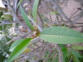 vignette plumeria alba (frangipanier blanc)