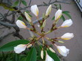 vignette plumeria alba (frangipanier blanc)