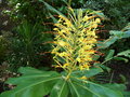 vignette Hedychium gardenarium