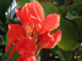 vignette Canna rouge