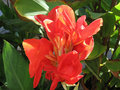 vignette Canna rouge