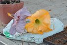 vignette 17 - Hibiscus sinensis Marilyn Quayle et Brugmansia Bernstein