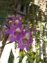 vignette Angelonia angustifolia merci  parochetus