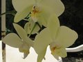 vignette Phalaenopsis au 16 08 09