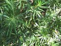 vignette Podocarpus macrophyllus  et son beau feuillage doux au 16 08 09