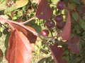 vignette Malus coccinella fruits au 16 08 09