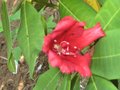 vignette Rhododendron Leo qui remonte au 16 08 09