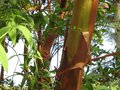 vignette Arbutus andrachnoides et son magnifique tronc au 16 08 09