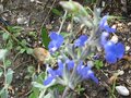 vignette Salvia jamensis ardoise bleue au 16 08 09