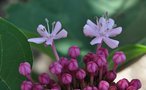 vignette Clerodendron bungei