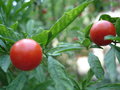 vignette Solanum pseudocapsidum /pommier d'amour
