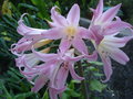 vignette Amaryllis belladonna