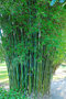 vignette Bambusa textilis gracilis