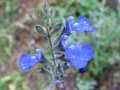 vignette Salvia jamensis ardoise bleue au 17 08 09