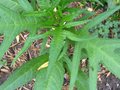 vignette Solanum aviculare semis spontan au 17 08 09