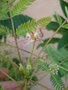 vignette callandra surinamensis