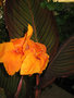 vignette Canna Durban