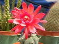 vignette matucana madusoniorum fleur en 2 tons rouge et rose