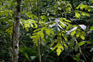 vignette Ficus sp Brunei