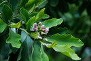 vignette Indigofera ammoxylum