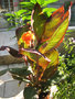 vignette Canna Durban