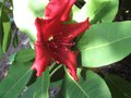 vignette Rhododendron Leo qui remonte au 19 08 09