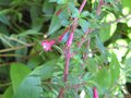 vignette Fuchsia microphylla au 19 08 09