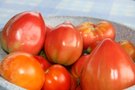vignette tomates, cueillette du jour