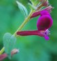 vignette Cuphea lanceolata 'Purple Sensation'