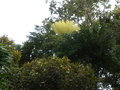 vignette Cuphocarpus aculeatus