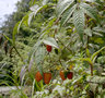 vignette Rubus fraxinifolius