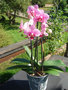 vignette phalaenopsis 2
