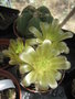 vignette Gymnocalycium fleurs vertes