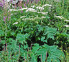 vignette Heracleum maximum