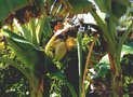 vignette Fleurs de bananiers en 1995