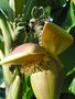 vignette Bouton, fleurs et bananes