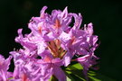 vignette rhododendron ponticum