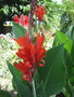 vignette Canna edulis petites fleurs