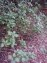vignette Stachytarpheta urticifolia