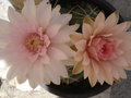 vignette Gymnocalycium hortii