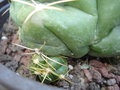 vignette Gymnocalycium hortii rejets