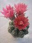 vignette Gymnocalycium baldianum - fleur rouge