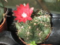 vignette Gymnocalycium baldianum, fleur rouge