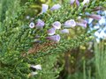 vignette fabiana imbricata violacea toujours la au 23 08 09